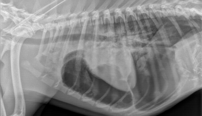 Veterinary specialisation in the United Kingdom Veterinary specialisation in the United Kingdom